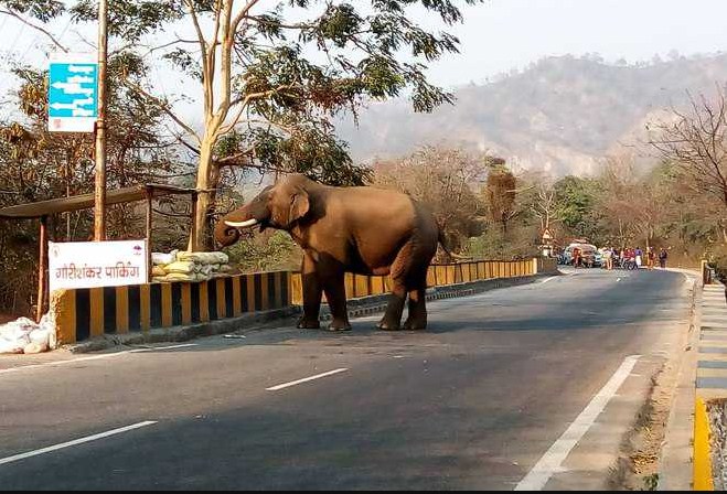 हाथियों के आगमन से Haridwar क्षेत्र की आबादी में हलचल, एक साइकिल सवार को हाथियों से बचते हुए घायल