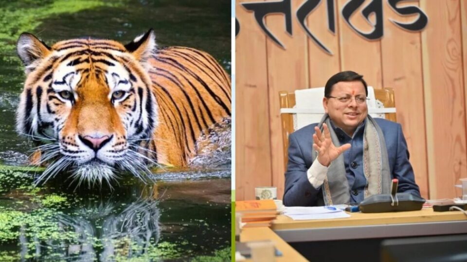 Uttarakhand: बाघों की बढ़ती संख्या ने संतुलन को बिगाड़ा, सरकार मंथन पर ध्यान कर रही