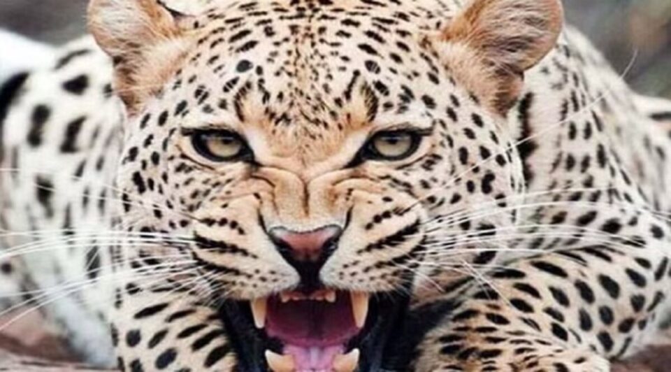 Uttarakhand Leopard News: Uttarakhand में तेंदुओं की कितनी आबादी, चौंकाने वाले आंकड़े आए सामने; जानें डिटेल